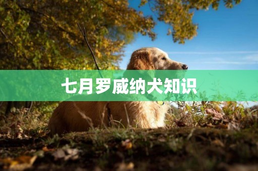 七月罗威纳犬知识